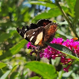 Vanessa itea at Braidwood, NSW - 25 Jan 2025 12:08 PM