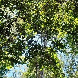 Rhodamnia rubescens at Pappinbarra, NSW - suppressed