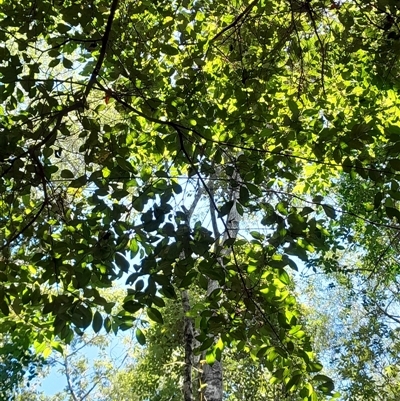 Unidentified Other Tree at Pappinbarra, NSW - 15 Jan 2025 by jonvanbeest