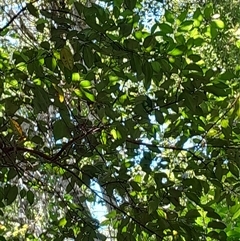 Rhodamnia rubescens at Pappinbarra, NSW - suppressed