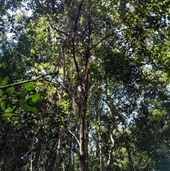 Rhodamnia rubescens at Pappinbarra, NSW - suppressed