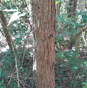 Rhodamnia rubescens at Pappinbarra, NSW - suppressed