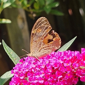 Heteronympha merope (Common Brown Butterfly) at Braidwood, NSW by MatthewFrawley