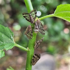 Scolypopa australis (Passionvine hopper, Fluffy bum) at Braidwood, NSW - 25 Jan 2025 by MatthewFrawley