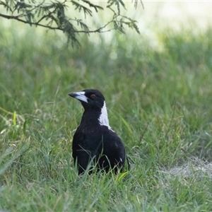 Gymnorhina tibicen (Australian Magpie) at Macgregor, ACT by AlisonMilton