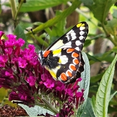 Delias aganippe (Spotted Jezebel) at Braidwood, NSW - 25 Jan 2025 by MatthewFrawley