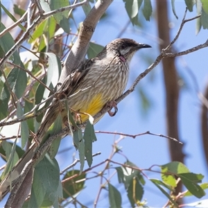 Anthochaera carunculata (Red Wattlebird) at Macgregor, ACT by AlisonMilton