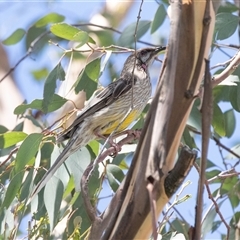 Anthochaera carunculata at Macgregor, ACT - 24 Jan 2025 11:45 AM