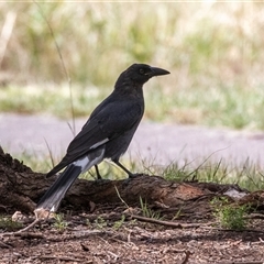 Strepera graculina (Pied Currawong) at Macgregor, ACT - 24 Jan 2025 by AlisonMilton