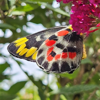 Delias harpalyce (Imperial Jezebel) at Braidwood, NSW - 25 Jan 2025 by MatthewFrawley