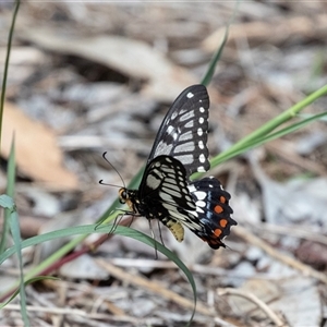 Papilio anactus (Dainty Swallowtail) at Macgregor, ACT by AlisonMilton