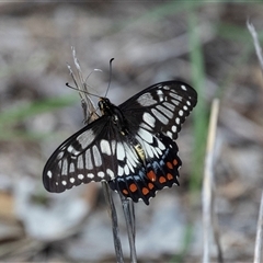 Papilio anactus at Macgregor, ACT - 24 Jan 2025 12:09 PM