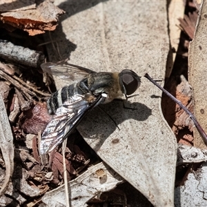 Villa sp. (genus) (Unidentified Villa bee fly) at Macgregor, ACT by AlisonMilton