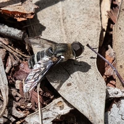 Villa sp. (genus) (Unidentified Villa bee fly) at Macgregor, ACT - 24 Jan 2025 by AlisonMilton