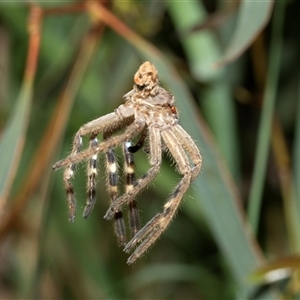 Neosparassus calligaster (Beautiful Badge Huntsman) at Macgregor, ACT by AlisonMilton