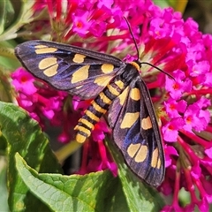 Amata (genus) (Handmaiden Moth) at Braidwood, NSW - 25 Jan 2025 by MatthewFrawley