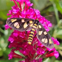 Amata (genus) at Braidwood, NSW - 25 Jan 2025 02:50 PM