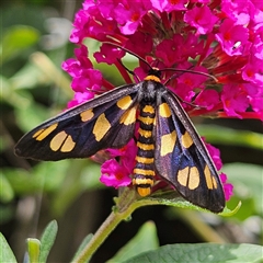 Amata (genus) at Braidwood, NSW - 25 Jan 2025 02:50 PM