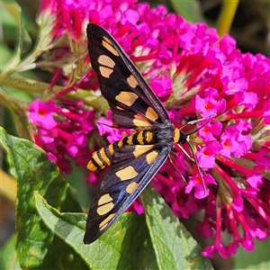 Amata (genus) at Braidwood, NSW - 25 Jan 2025 02:50 PM