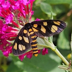 Amata (genus) at Braidwood, NSW - 25 Jan 2025 02:50 PM