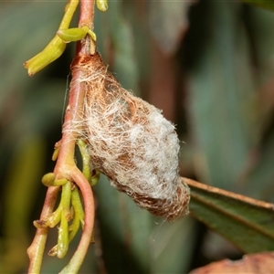 Austracantha minax (Christmas Spider, Jewel Spider) at Macgregor, ACT by AlisonMilton