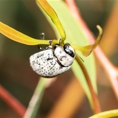 Trachymela sp. (genus) (Brown button beetle) at Macgregor, ACT - 23 Jan 2025 by AlisonMilton