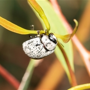 Trachymela sp. (genus) (Brown button beetle) at Macgregor, ACT by AlisonMilton