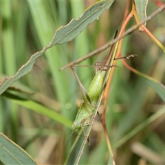 Conocephalus semivittatus (Meadow katydid) at Macgregor, ACT - 23 Jan 2025 by AlisonMilton