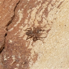 Salticidae (family) (Jumping spider) at Macgregor, ACT - 23 Jan 2025 by AlisonMilton