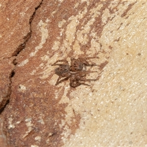 Salticidae (family) (Jumping spider) at Macgregor, ACT by AlisonMilton