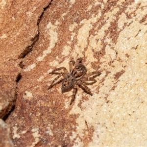 Salticidae (family) at Macgregor, ACT - 24 Jan 2025 09:50 AM