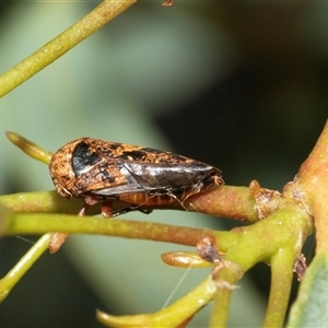 Eurymeloides adspersa (Gumtree hopper) at Macgregor, ACT by AlisonMilton