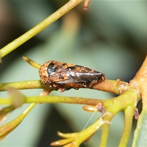 Eurymeloides adspersa at Macgregor, ACT - 24 Jan 2025 10:17 AM