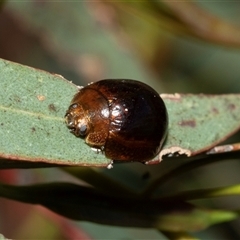 Paropsini sp. (tribe) (Unidentified paropsine leaf beetle) at Macgregor, ACT - 24 Jan 2025 by AlisonMilton