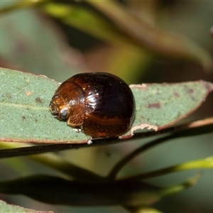 Paropsini sp. (tribe) at Macgregor, ACT - 24 Jan 2025 09:56 AM