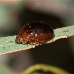 Paropsini sp. (tribe) at Macgregor, ACT - 24 Jan 2025 09:56 AM