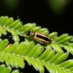 Monolepta froggatti (Leaf beetle) at Macgregor, ACT - 24 Jan 2025 by AlisonMilton