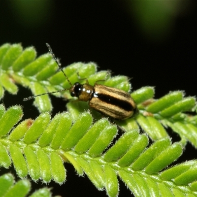 Monolepta froggatti (Leaf beetle) at Macgregor, ACT - 23 Jan 2025 by AlisonMilton