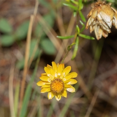 Xerochrysum viscosum at Macgregor, ACT - 23 Jan 2025 by AlisonMilton