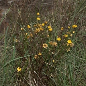 Xerochrysum viscosum at Macgregor, ACT - 24 Jan 2025 10:45 AM