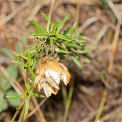 Xerochrysum viscosum at Macgregor, ACT - 24 Jan 2025 10:45 AM