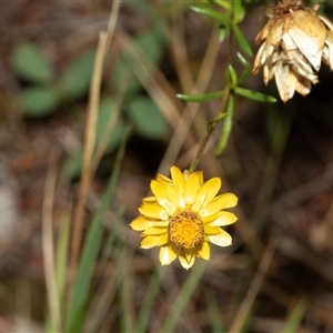 Xerochrysum viscosum at Macgregor, ACT - 24 Jan 2025 10:45 AM