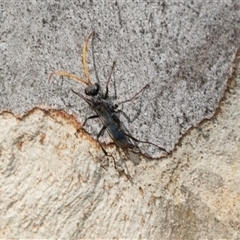 Pompilidae (family) (Unidentified Spider wasp) at Macgregor, ACT - 23 Jan 2025 by AlisonMilton