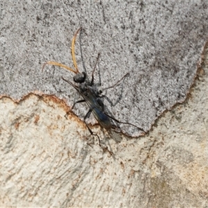 Pompilidae (family) at Macgregor, ACT - 24 Jan 2025 09:40 AM