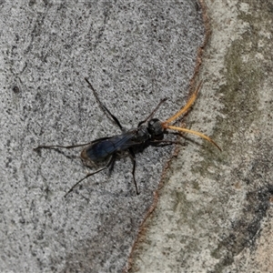 Pompilidae (family) at Macgregor, ACT - 24 Jan 2025 09:40 AM