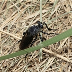 Apothechyla sp. (genus) (Robber fly) at Macgregor, ACT - 23 Jan 2025 by AlisonMilton