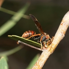 Polistes sp. (genus) (Unidentified paper wasp) at Macgregor, ACT - 24 Jan 2025 by AlisonMilton