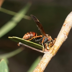 Polistes sp. (genus) at Macgregor, ACT - 24 Jan 2025 10:26 AM