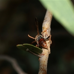 Polistes sp. (genus) at Macgregor, ACT - 24 Jan 2025 10:26 AM