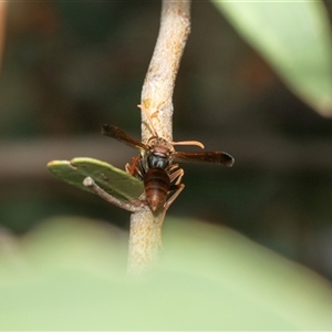 Polistes sp. (genus) at Macgregor, ACT - 24 Jan 2025 10:26 AM